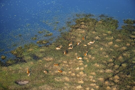 Herd of letschwe (Kobus leche), litchi bog antelopes sitting on the riverbank, aerial view, Okavango Delta, Botswana