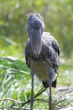 Shoebill (Balaeniceps rex), evil eye, in the swamps of Mabamba between papyrus, Lake Victoria, Uganda