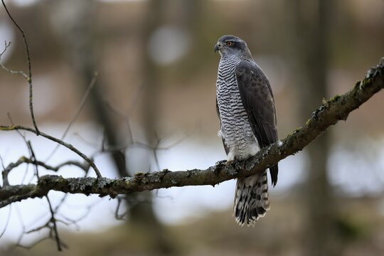 Hawk (Astur gentilis), adult, female, on tree, in winter, alert, Bohemian Forest, Czech Republic, Europe, Germany
