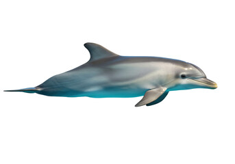 Isolated Dolphin, marine mammal with smooth grey skin and streamlined body swims underwater