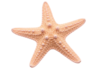 Isolated starfish, a symbol of sea life, ocean biodiversity, and marine ecosystems' health
