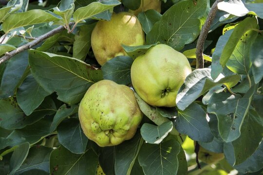Quince fruit (Cydonia oblonga), Baden-W&uuml;rttemberg, Germany