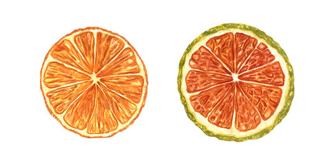 Dried citrus slices set watercolor illustration on isolated background. Orange and lime slice clip art. Traditional aromatic ingredients for Christmas baking, mulled wine or alcohol free drink decor.