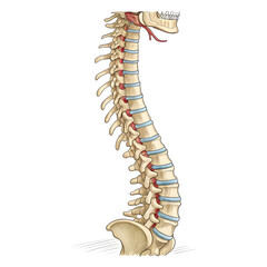 Detailed illustration of human spine isolated on white background, showing vertebral anatomy and structure for medical