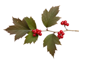 Isolated branch with autumn leaves and ripe red berries, hawthorn, viburnum, rowan, mountain ash