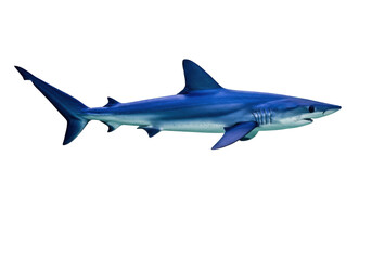 Fototapeta premium Isolated shark swimming, marine predator, a cartilaginous fish of the ocean, aquatic life