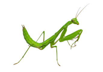 Isolated praying mantis posing in a neutral position, with bright green skin and long legs