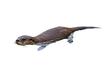 Isolated otter swims in water, beautiful close-up of North American wildlife species