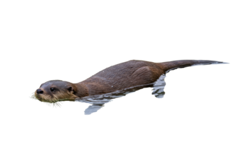 Isolated otter swims in water, beautiful close-up of North American wildlife species