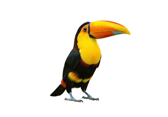 Obraz premium Isolated colorful Channel-billed Toucan tropical bird with vibrant yellow orange beak, feathers