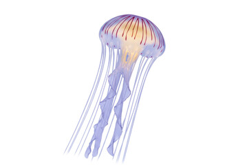 Isolated Jellyfish with Long Tentacles gracefully drifting in the Open Sea of an Aquarium