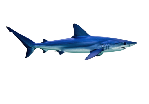 Isolated shark swimming, marine predator, a cartilaginous fish of the ocean, aquatic life