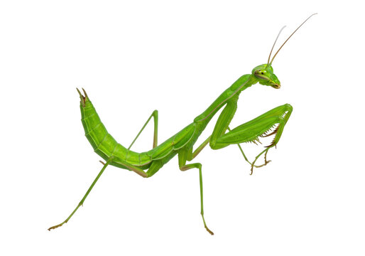 Isolated praying mantis posing in a neutral position, with bright green skin and long legs