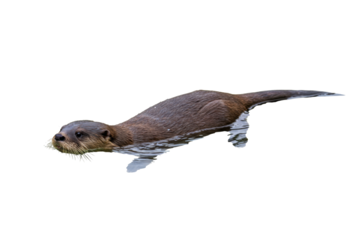 Isolated otter swims in water, beautiful close-up of North American wildlife species