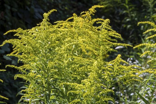 Flower of giant goldenrod (Solidago gigantea), Baden-W&uuml;rttemberg, Germany