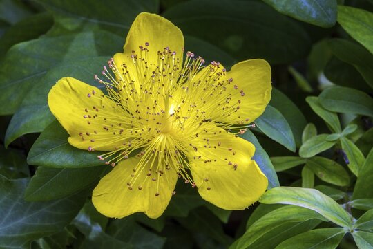 St. John's wort (Hypericum perforatum), flower, Baden-W&uuml;rttemberg, Germany