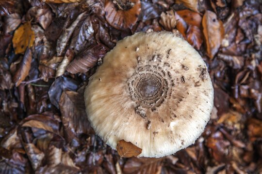 Parasol or giant umbrella fungus (Macrolepiota procera), Oberallg&auml;u, Allg&auml;u, Bavaria, Germany