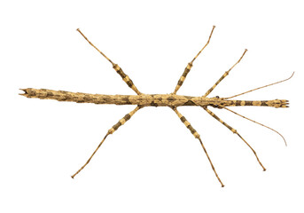 Isolated Insect Mimicry Anisomorpha buprestoides Walkingstick Bug Phasmatodea Arthropod, no people