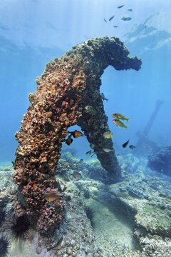 Thickly covered with barnacles (Balanidae), anchor, China wreck, Arabian Sea, Indian Ocean, Mirbat, near Salala, Dhofar Governorate, Oman