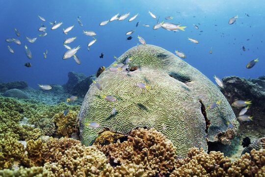 Brain coral (Platygyra lamellina) in the middle lamellas, common coral (Sinularia sp.) in front, yellowtail reefass (Chrysiptera parasema), Arabian Sea, Indian Ocean, Salala, Dhofar Governorate, Oman