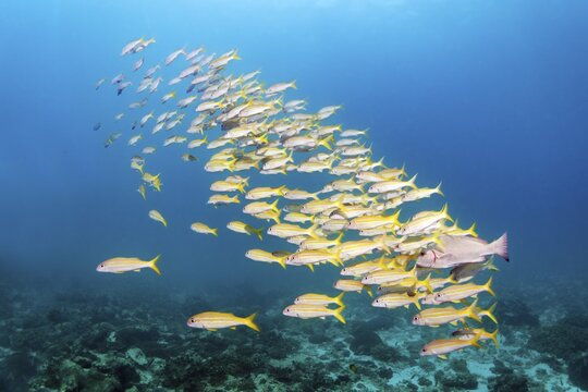 Sharm large school barbel, also yellowfin barbel (Mulloidichthys vanicolensis), Arabian Sea, Indian Ocean, Mirbat, near Salala, Dhofar Governorate, Oman