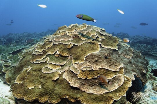 Large plate coral (Echinopora sp.), suncardinalbass (Apogon aureus) at the top center crescent moonfish also crescent moonfish (Thalassoma lunare), at the very top right and left yellowtail reeffish (Chrysiptera parasema), Arabian Sea, Indian Ocean, Salala, Dhofar Governorate, Oman