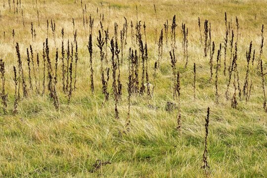Brown-colored grass with dead plant stems, Oberallg&auml;u, Allg&auml;u, Bavaria, Germany