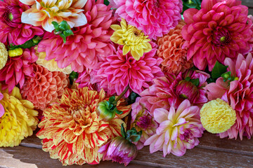 Different pink, orange and yellow Dahlia flowers. Colorful dahlia garden flowers, wallpaper backdrop. Blossoming dalias bloom