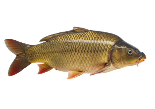 Isolated carp fish swimming, freshwater animal, golden scale pattern, nature and wildlife, gills visible