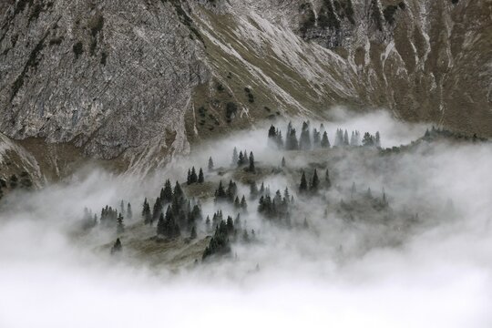 Ridge with conifers sticking out of fog, Allg&auml;u Alps, near Oberstdorf, Oberallg&auml;u, Allg&auml;u, Bavaria, Germany