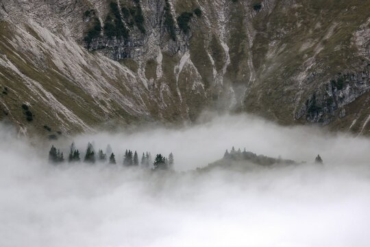 Ridge with conifers sticking out of fog, Allg&auml;u Alps, near Oberstdorf, Oberallg&auml;u, Allg&auml;u, Bavaria, Germany