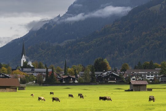 Cows, Allg&auml;u brown cattle, pasture at sunrise, Loretto meadows, near Oberstdorf, Allg&auml;u, Bavaria, Germany