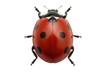 Isolated ladybug close-up on a solid background featuring vibrant red shell with black spots