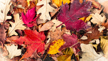 Vibrant autumn leaf pattern macro close-up. Fall background banner with copy space. Beautiful leaves in red, orange, gold and brown. October and November design element.