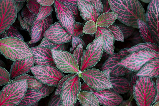 Fittonia, pink-green leaves with vivid texture and high colour intensity, Princess of Wales Conservatory, Royal Botanic Gardens (Kew Gardens), UNESCO World Heritage Site, Kew, Greater London, England, United Kingdom