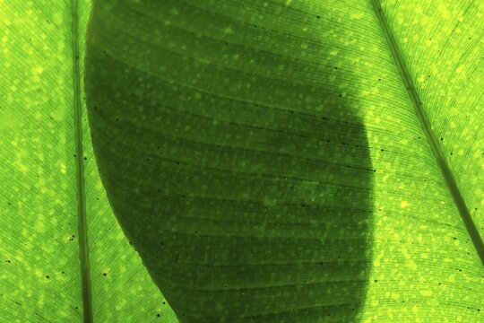 Bright green leaf with organic texture and fine patterns in close-up view, Princess of Wales Conservatory, Royal Botanic Gardens (Kew Gardens), UNESCO World Heritage Site, Kew, Greater London, England, United Kingdom
