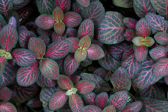 Fittonia, pink-green leaves with vivid texture and high colour intensity, Princess of Wales Conservatory, Royal Botanic Gardens (Kew Gardens), UNESCO World Heritage Site, Kew, Greater London, England, United Kingdom