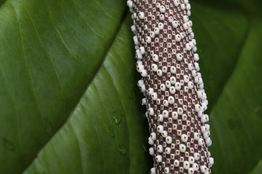 Anthurium Hookeri, close-up with patterns and textures, Princess of Wales Conservatory, Royal Botanic Gardens (Kew Gardens), UNESCO World Heritage Site, Kew, Greater London, England, United Kingdom