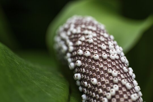 Anthurium Hookeri, close-up with patterns and textures, Princess of Wales Conservatory, Royal Botanic Gardens (Kew Gardens), UNESCO World Heritage Site, Kew, Greater London, England, United Kingdom