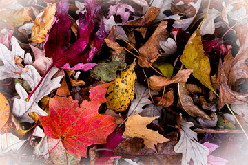 close-up of a vibrant assortment of fallen autumn leaves. A textured carpet  background of red, yellow, and brown foliage with white vignette. fall holiday hike design element with copy space.