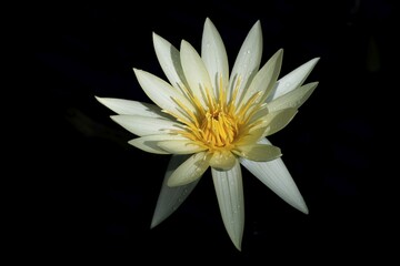 European white water lily against a black background, covered with water droplets, Giant Waterlily House, Royal Botanic Gardens (Kew Gardens), UNESCO World Heritage Site, Kew, Greater London, England, United Kingdom