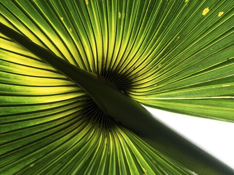 Close-up of a palm leaf, Royal Botanic Gardens (Kew Gardens), UNESCO World Heritage Site, Kew, Greater London, England, United Kingdom