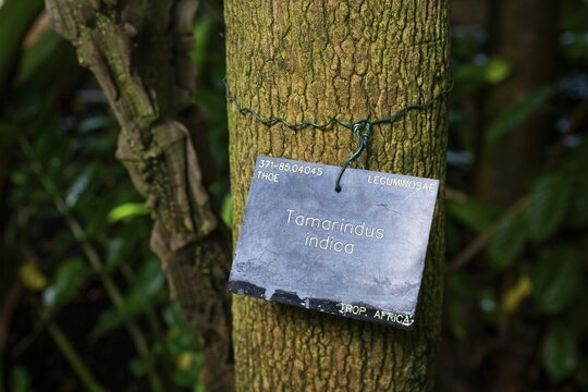 Sign with the inscription 'Tamarindus indica', on a tamarind tree, Royal Botanic Gardens, Kew, London, England, Great Britain