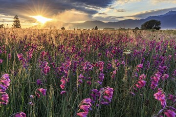 Marsh gladiolus (Gladiolus palustris), flower meadow in the morning light, sunrise, cloudy mood, Loisach-Lake Kochel moor, view of Kochler mountains, Alpine foothills, Bavaria, Germany