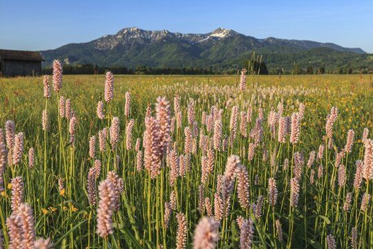 Meadow knotweed (Bistorta officinalis), flowering meadow in front of mountains, morning light, sunny, summer, Loisach-Lake Kochel moor, Alpine foothills, Bavaria, Germany