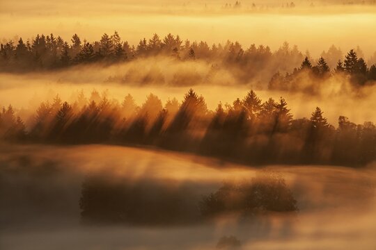 Foggy mood, wafts of fog, morning light, trees, backlight, Loisach-Lake Kochel moor, Alpine foothills, Bavaria, Germany