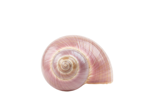 Isolated seashell with beautiful spiral shape, smooth texture and pinkish-brown tone