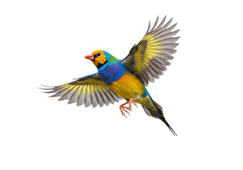 Isolated Gouldian Finch bird in flight with wings spread shows colorful plumage feathers