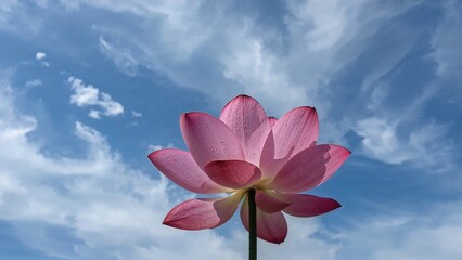 Lotus flower in a blue sky with clouds.