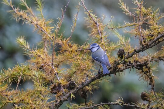 Blue tit (Parus caerulea), Emsland, Lower Saxony, Germany